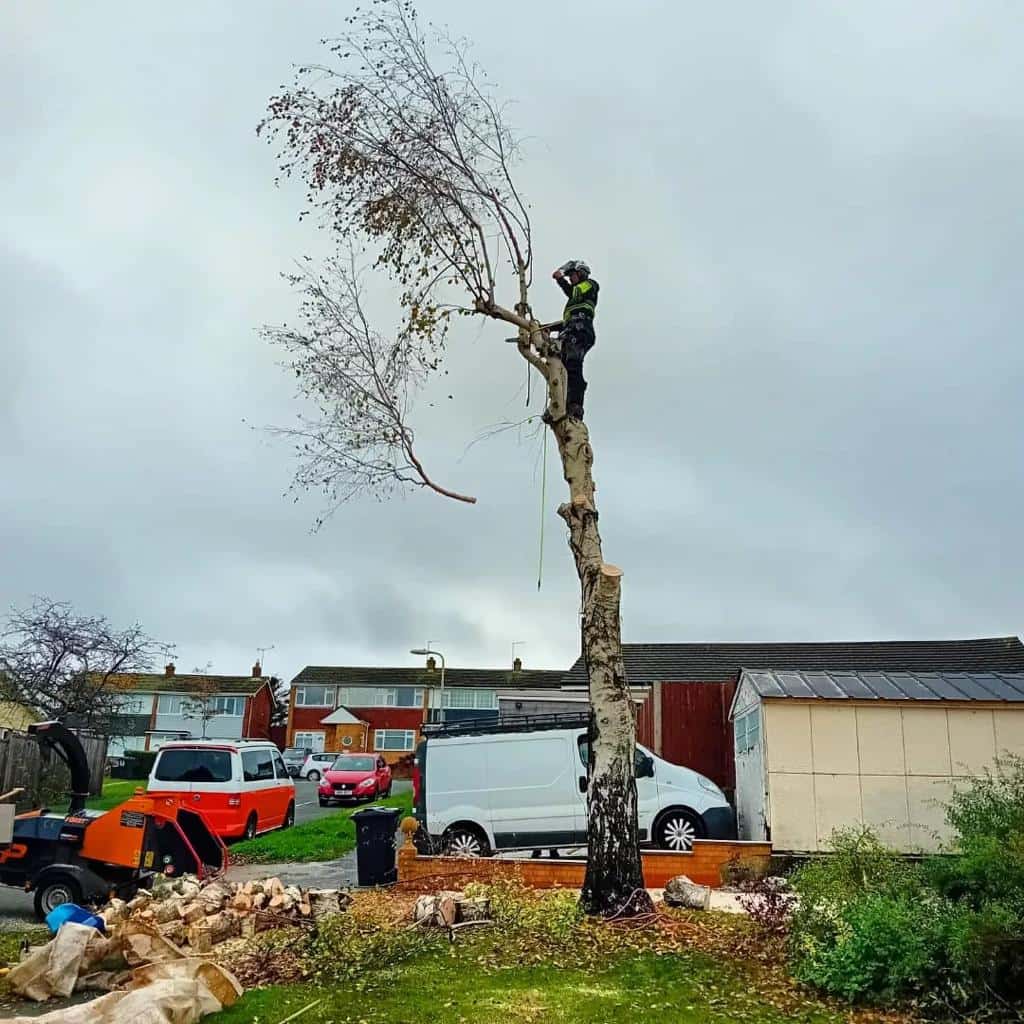 This is a photo of a tree that is being removed by an operative from LM Tree Surgery Swanmore, the arborist is at the top of the tree about to cut down a section of it.